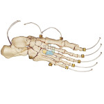 Foot Skeleton On Nylon Model